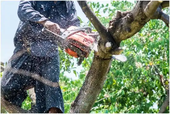 tree services Fort Atkinson